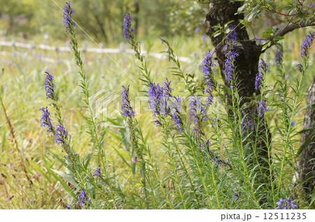 箱根湿性花園の植物 サワギキョウ 秋の写真素材