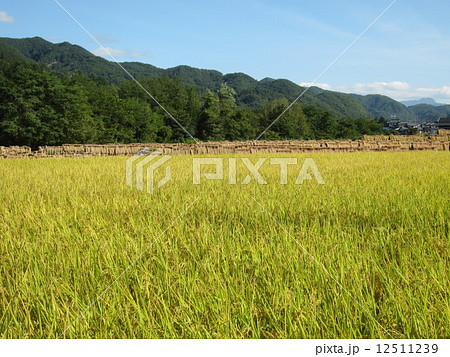 秋の田 田園風景 秋の田 田園風景 12511239