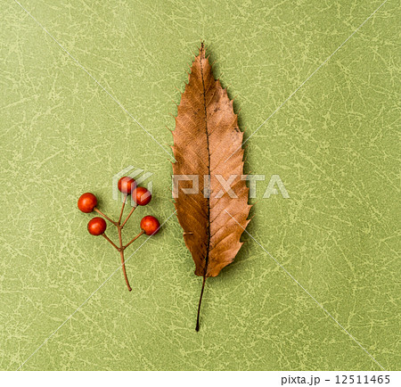 落ち葉　枯葉　葉 12511465