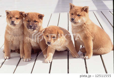 かわいい子犬 12511555