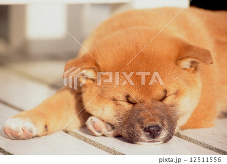 かわいい子犬 12511556