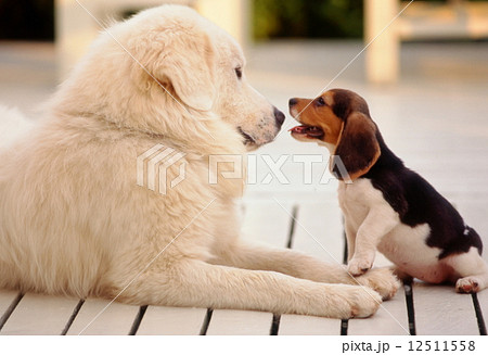 かわいい子犬 12511558