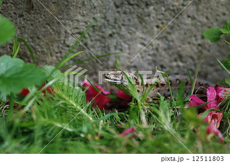 Lizard 12511803