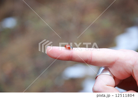 LadyBug LadyBug 12511804