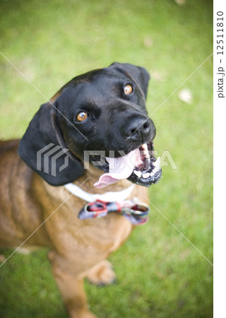 bavarian mountain Hound bavarian mountain Hound 12511810