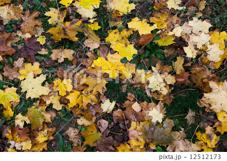 Colorful autumn leaves Colorful autumn leaves 12512173