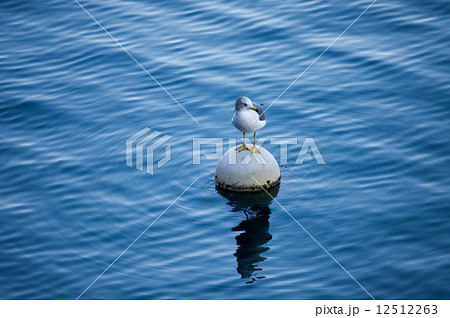 ウミネコ ウミネコ 12512263