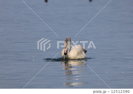 白鳥が水を飲んで顔を出した瞬間 白鳥が水を飲んで顔を出した瞬間 12512390