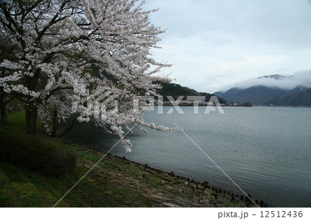 雨の日の琵琶湖の桜 12512436