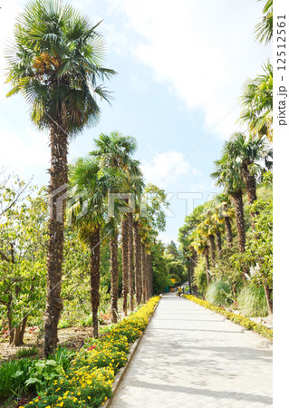palm alley in Nikitsky Botanical Garden palm alley in Nikitsky Botanical Garden 12512561