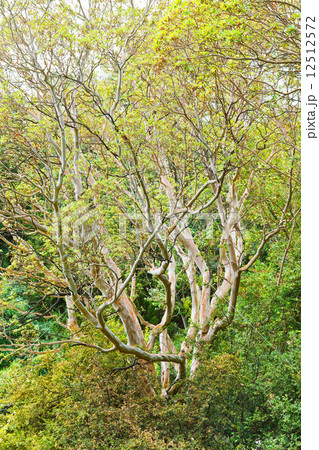 arbutus unedo tree in autumn arbutus unedo tree in autumn 12512572