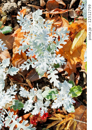 senecio cineraria plant and leaf litter 12512799