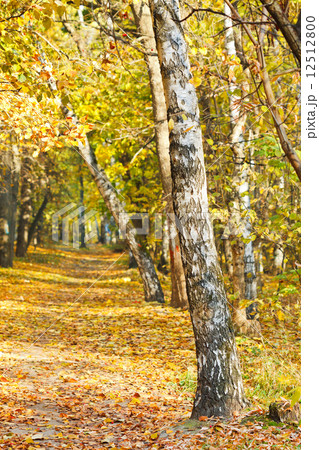 footpath in yellow autumn birch forest 12512800