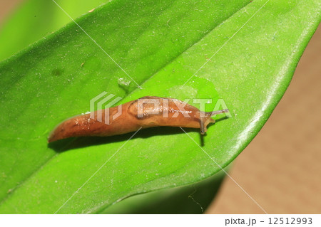 ナメクジ 12512993