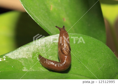 ナメクジ 12512995