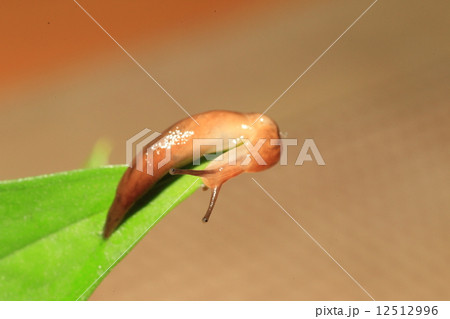 ナメクジ 12512996