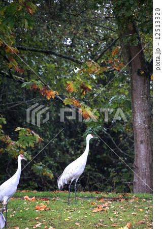 ２羽のカナダヅルーSandhill Cranes 12513329