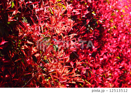 カナメモチの若葉 カナメモチの若葉 12513512