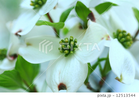 白いハナミズキの花 白いハナミズキの花 12513544