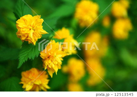 ヤエヤマブキの花 ヤエヤマブキの花 12513545