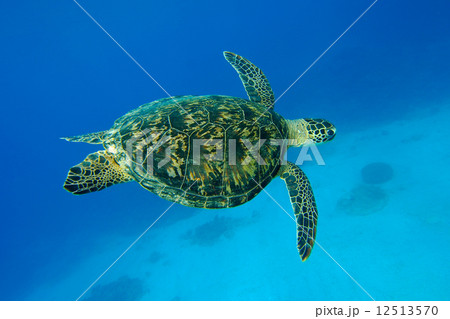 ウミガメ ウミガメ 12513570