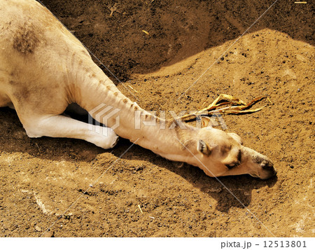 Camel, Agricola El Patio Museum, Tiagua, Lanzarote 12513801