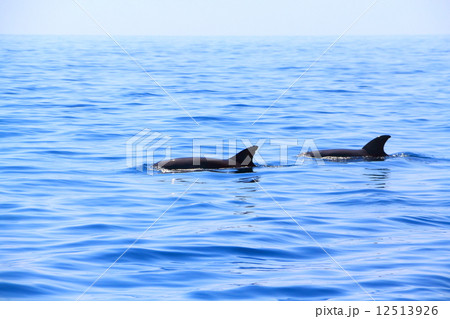 インドネシア・バリ島のレジャー（ドルフィンウォッチング） Leisure of Bali, Indonesia (Dolphin Watching) 12513926