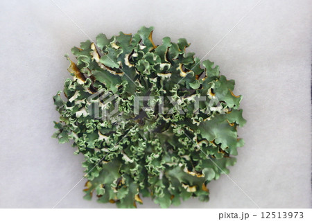 地衣類 ナミガタウメノキゴケ 地衣類 ナミガタウメノキゴケ 12513973