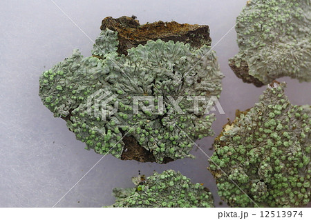 地衣類 コフキメダルチイ 地衣類 コフキメダルチイ 12513974