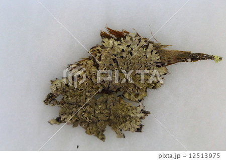 地衣類 カラクサゴケ 地衣類 カラクサゴケ 12513975