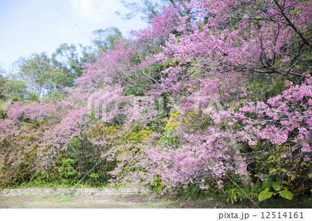 桜咲く 桜咲く 12514161