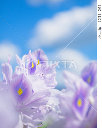 ホテイアオイ ホテイアオイ 12514261