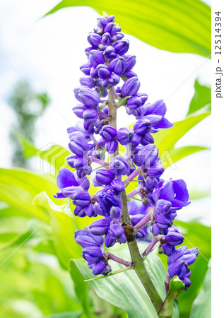 purple flowers in the field purple flowers in the field 12514394