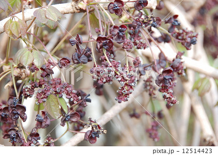 アケビ2 12514423
