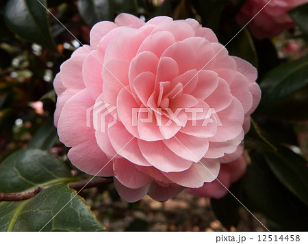 まるで精巧な細工モノのような八重咲きの椿の花 の写真素材
