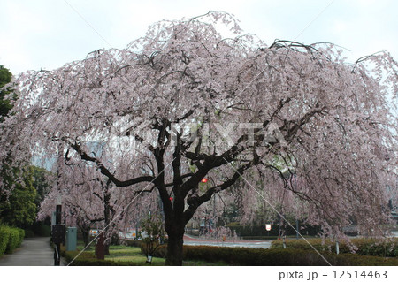 桜の中でも枝垂れ桜は特別である。特に夕暮れ時の桜は妖しい魅力がある。 12514463