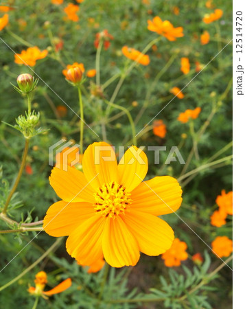 鮮やかなキバナコスモス：黄花秋桜 12514720