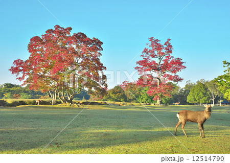 飛火野の秋 飛火野の秋 12514790
