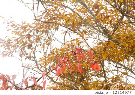 霧の中の紅葉 12514977