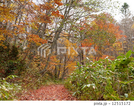森の中の紅葉の最盛期_4 森の中の紅葉の最盛期_4 12515172