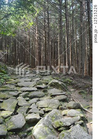 熊野古道　馬越峠 12515226