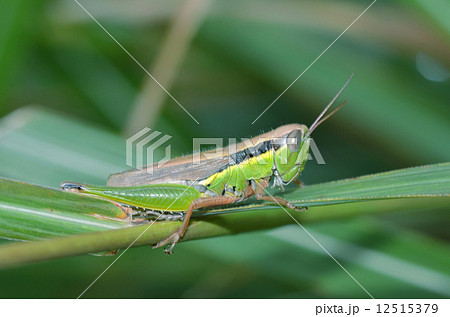 コバネイナゴ 12515379