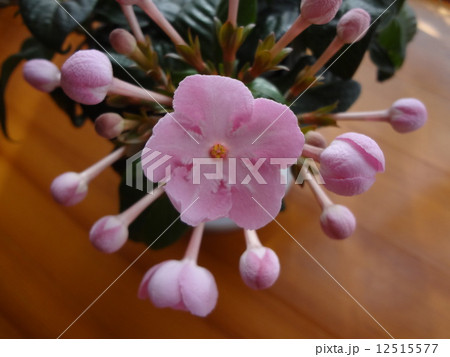 ルクリア ルクリア 12515577