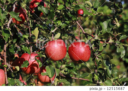 サンふじ 12515687