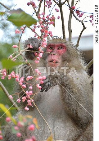 マユミの実を食べる野生のニホンザル 12515919