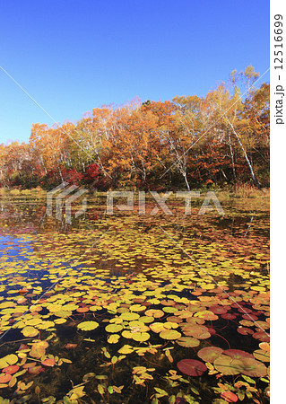 志賀高原の紅葉 12516699