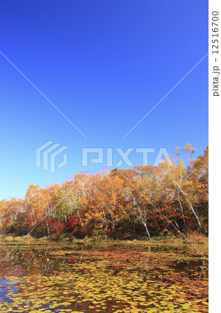 志賀高原の紅葉 志賀高原の紅葉 12516700