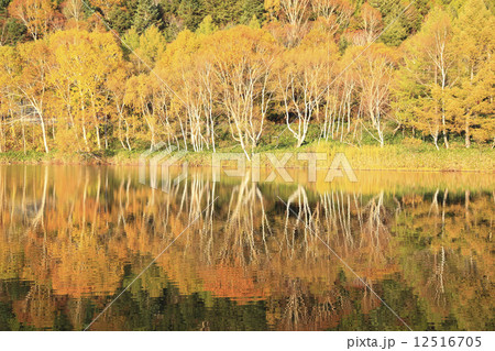 志賀高原の紅葉 志賀高原の紅葉 12516705