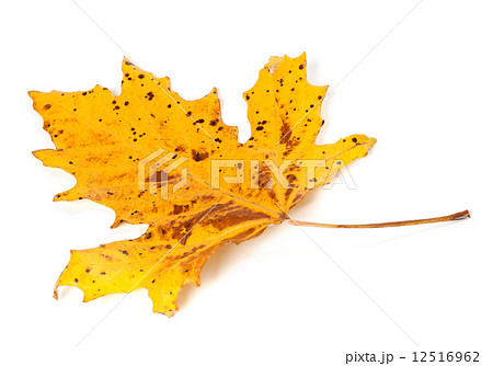 Fall Leaf Maple Leaves Set Collection Colorful Autumn Fall Leaf Maple Leaves Set Collection Colorful Autumn