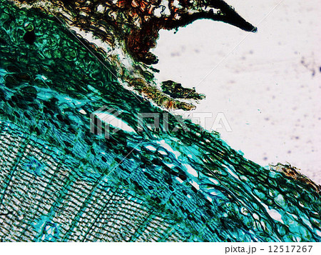 Pine Wood micrograph Pine Wood micrograph 12517267
